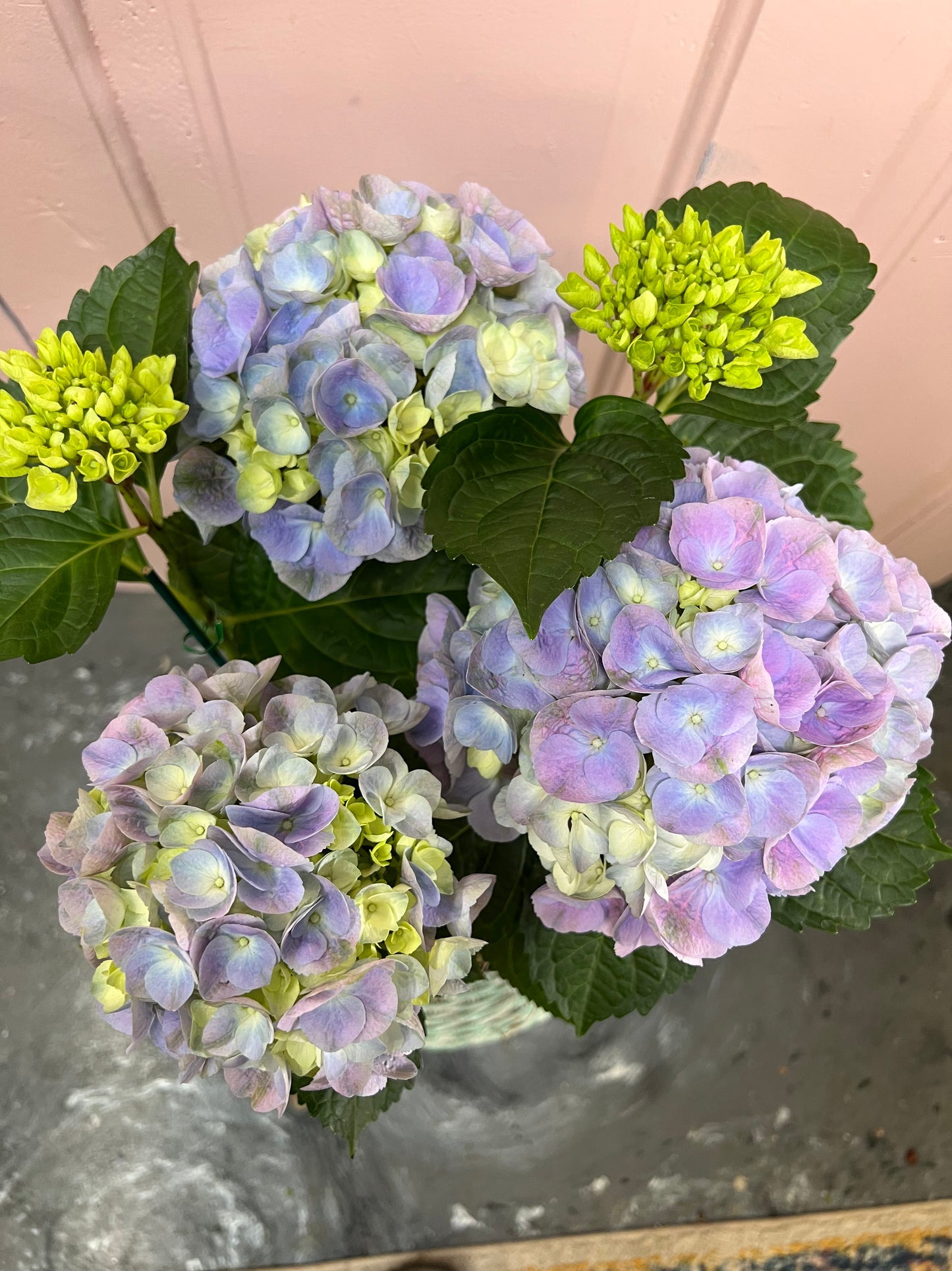 Hydrangea