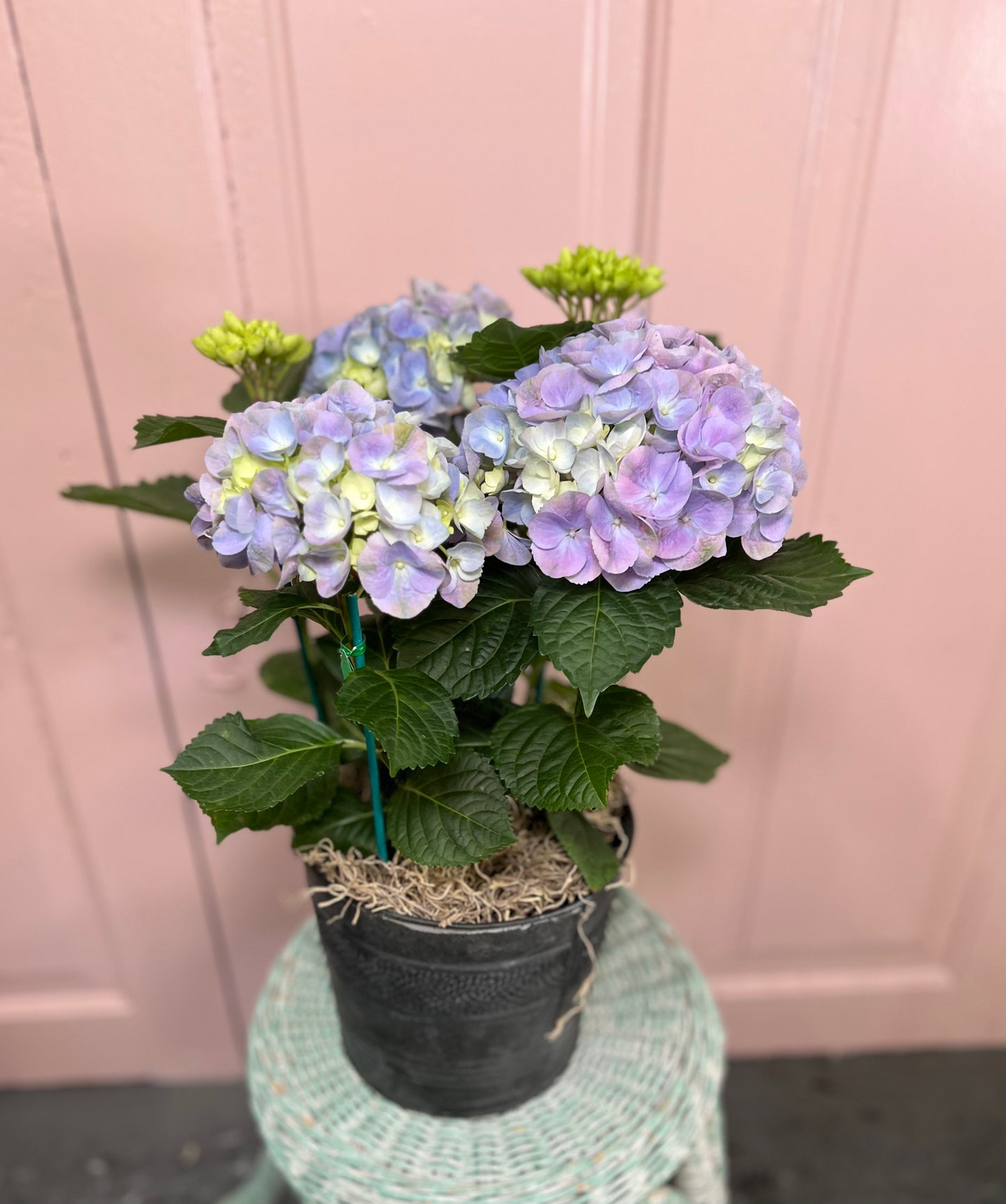 Hydrangea
