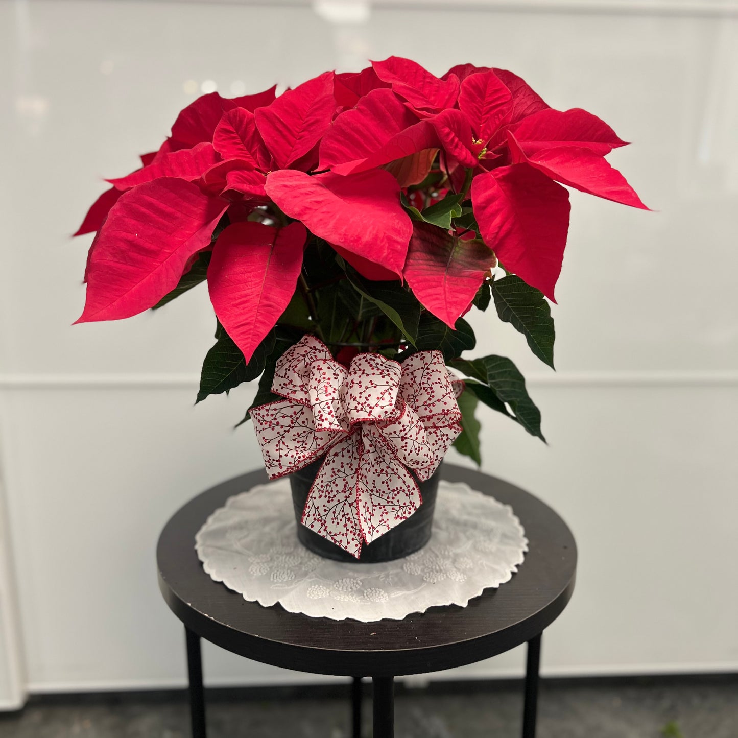 Poinsettias
